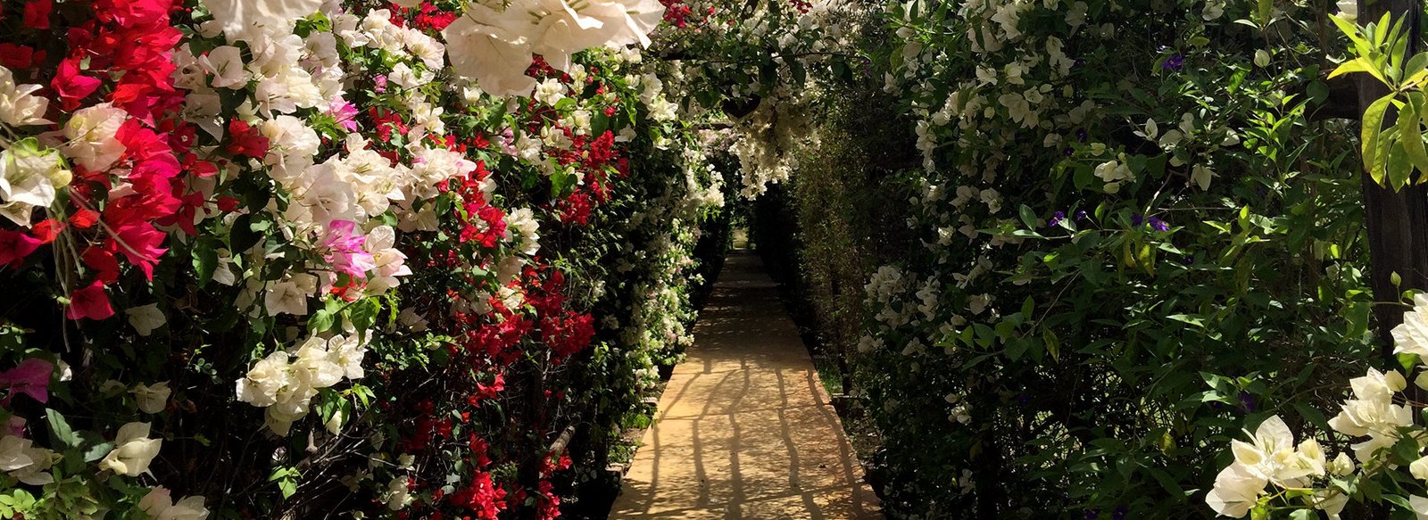 allee-bougainvilliers